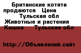 Британские котята продаются › Цена ­ 3 000 - Тульская обл. Животные и растения » Кошки   . Тульская обл.